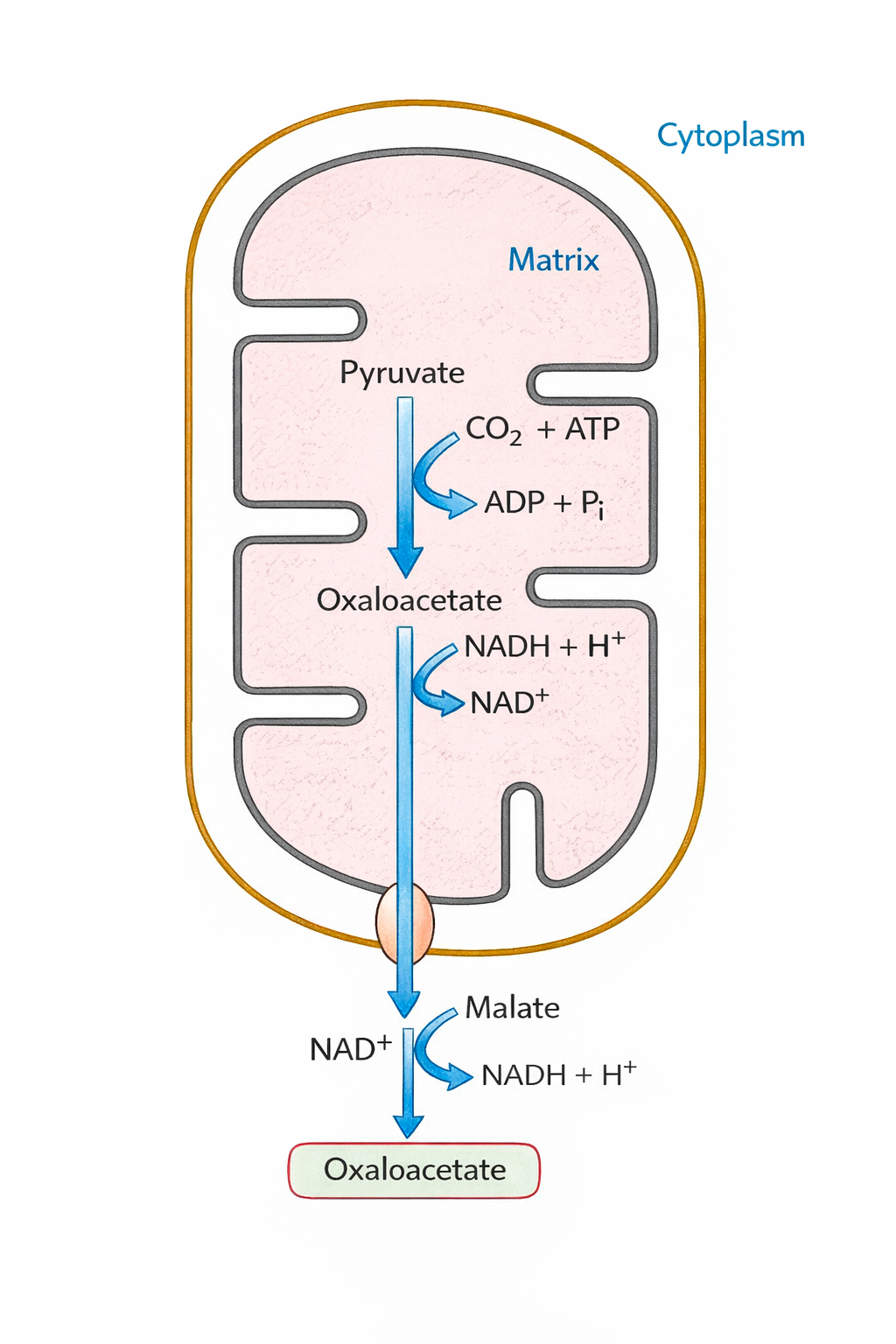 Malate-aspartate shuttle