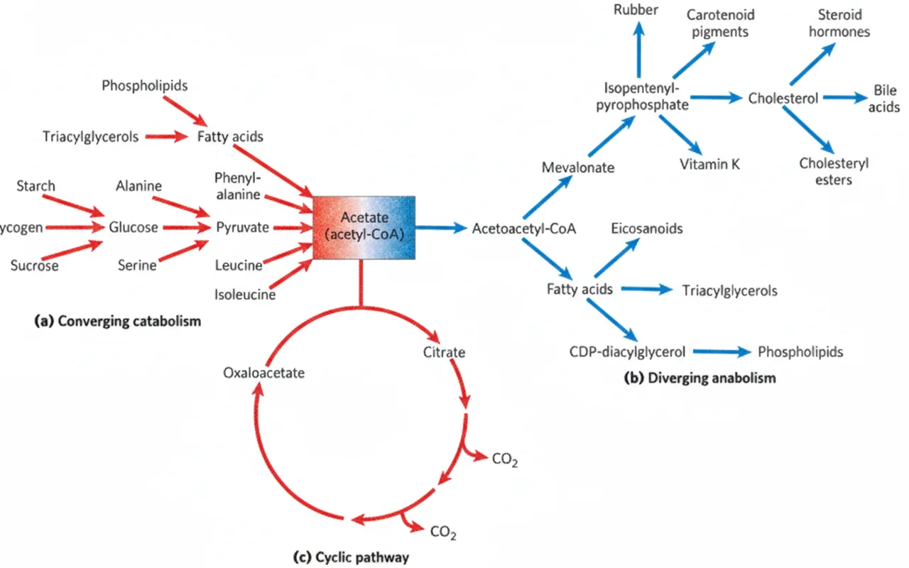 Acetate paths