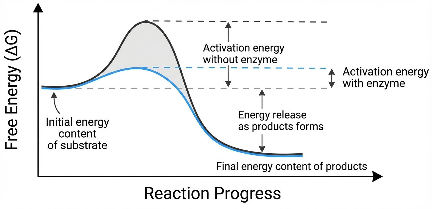 Activation Energy