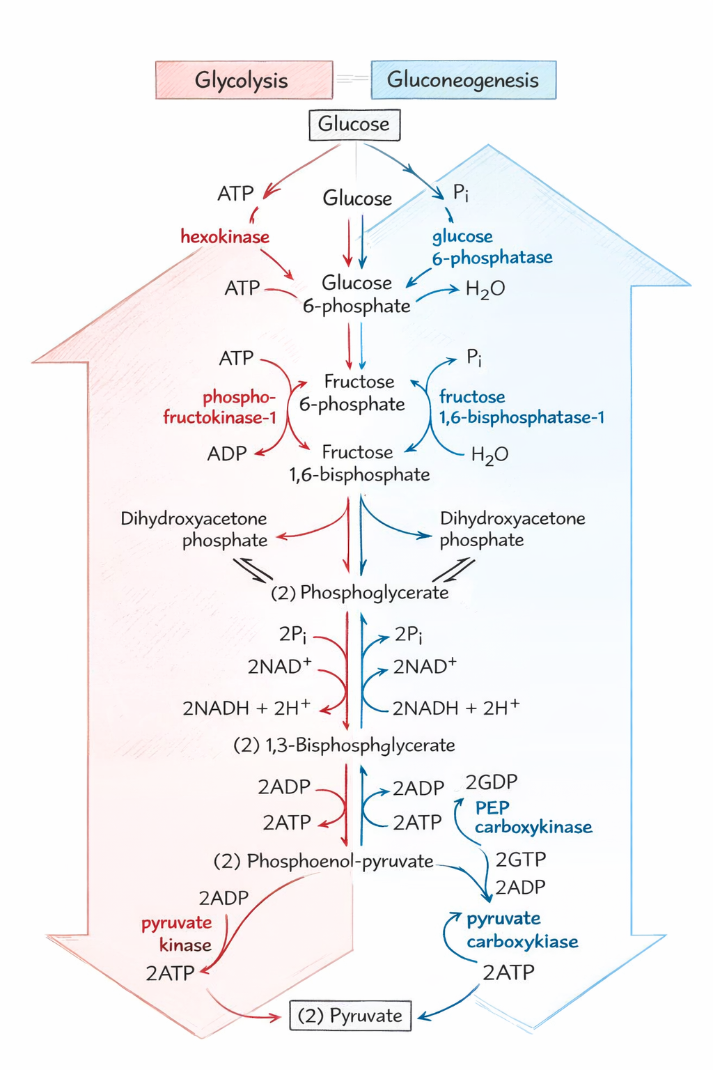 Glycolysis and gluconeogenesis pathway