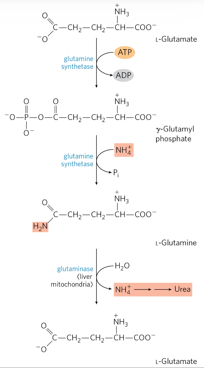 L-Glutamate