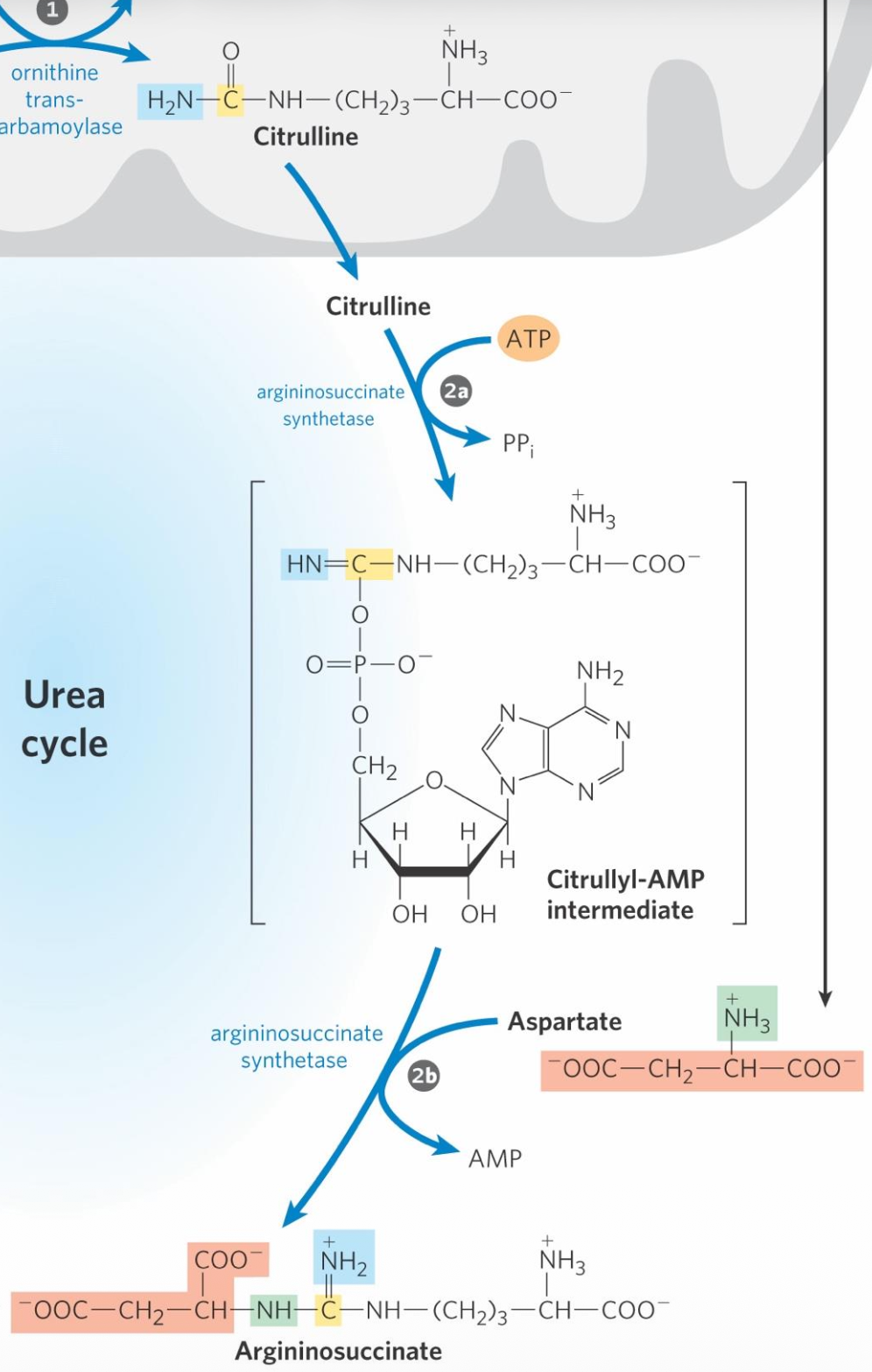 urea cycle