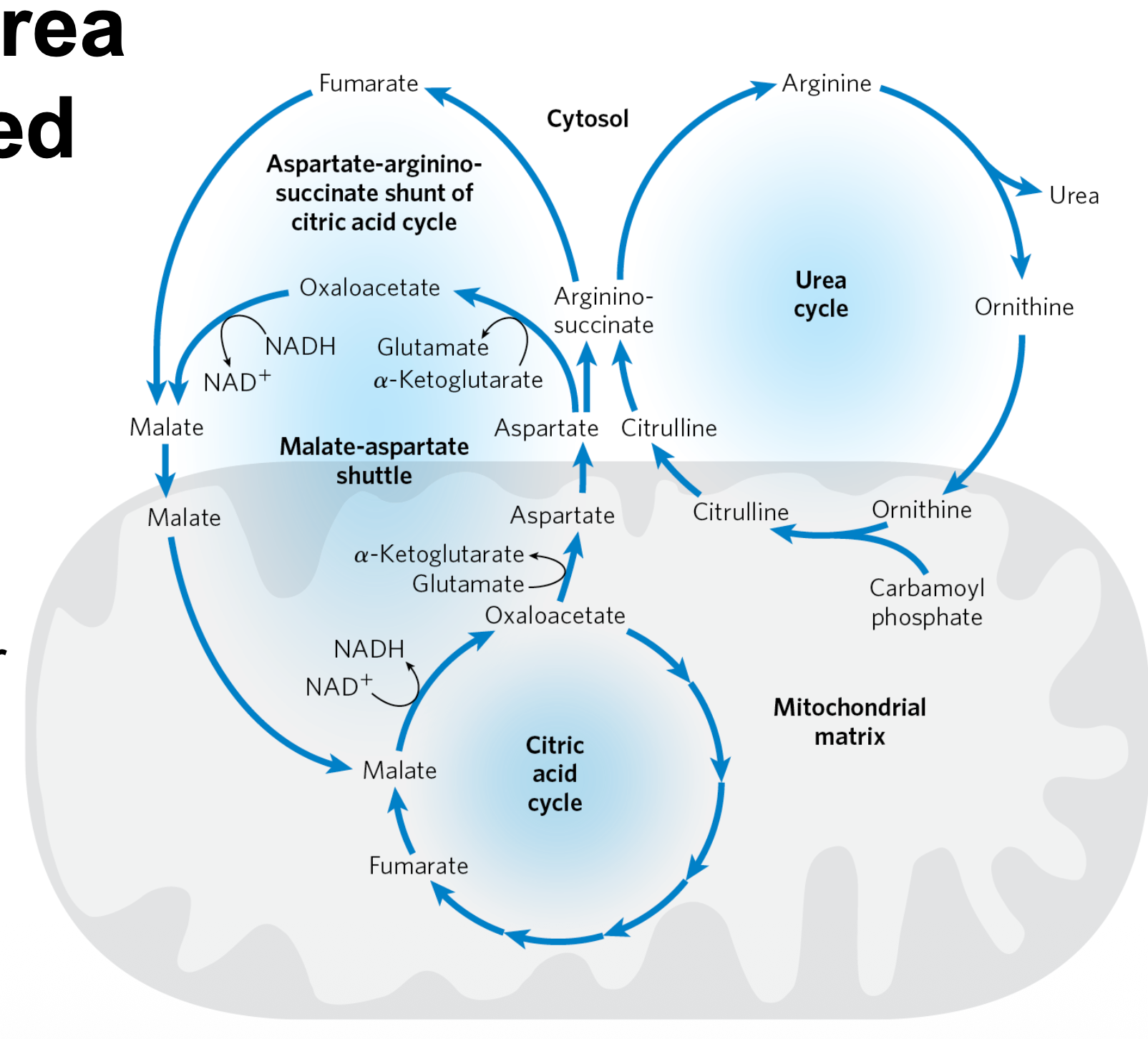 מעקף אספרטט ארגינינו