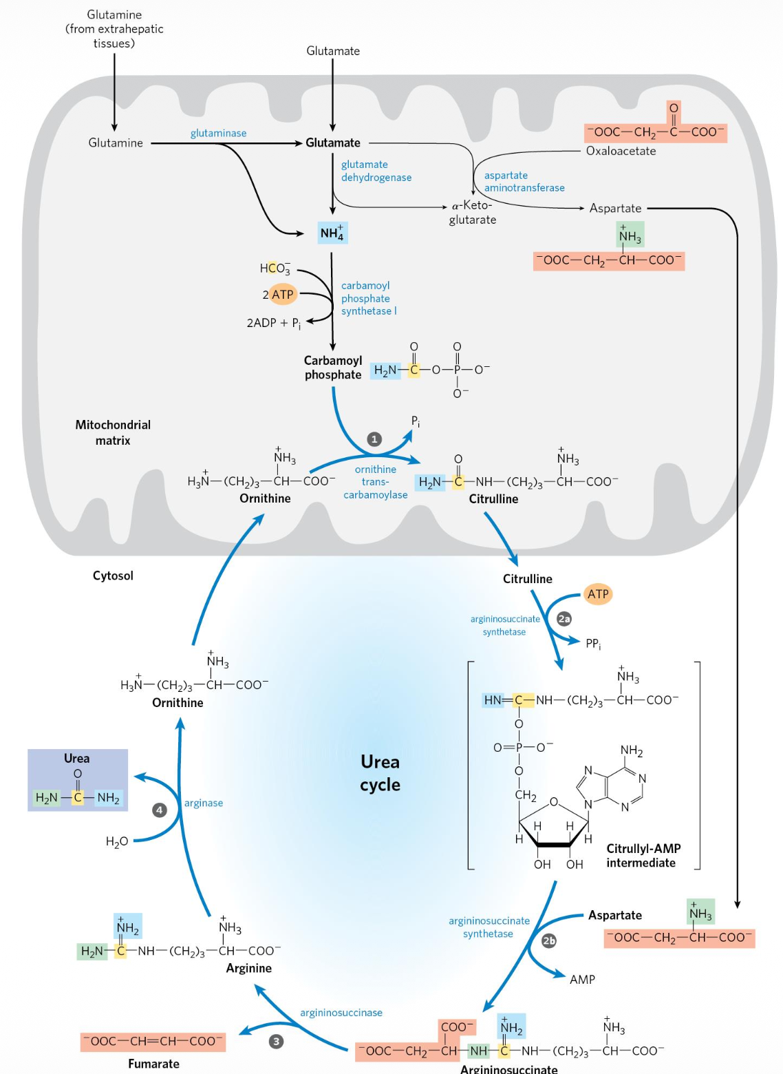 אספרטט בשלב 2