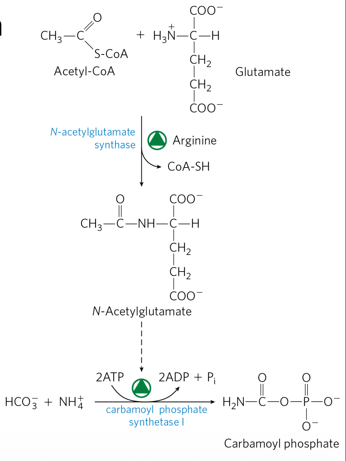 לפני כניסה למעגל - שלב מפתח