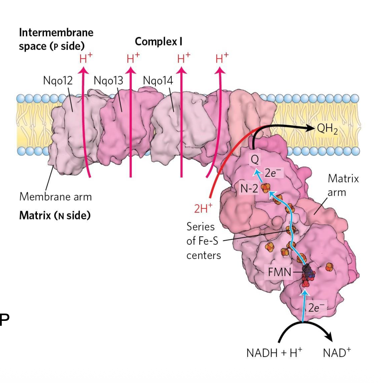 NADH Dehydrogenase