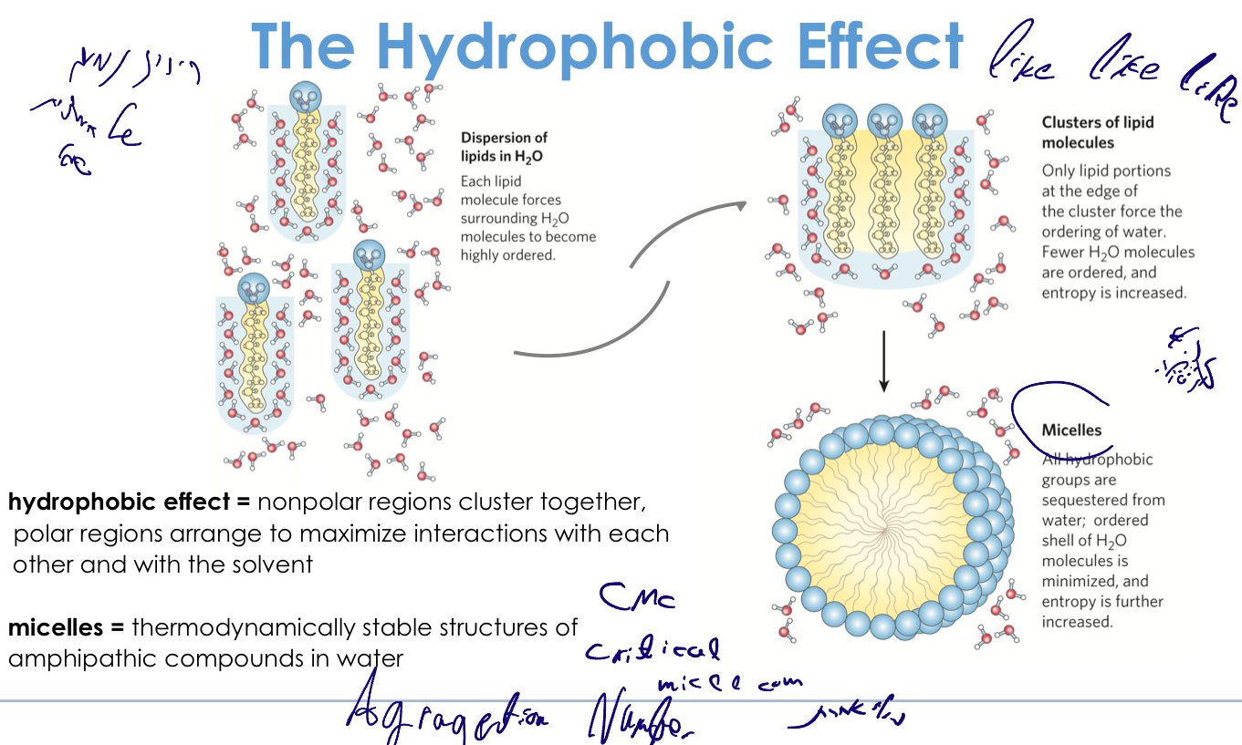 The Hydrophobic Effect and Micelle Formation