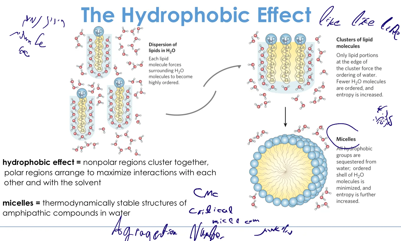 The Hydrophobic Effect and Micelle Formation