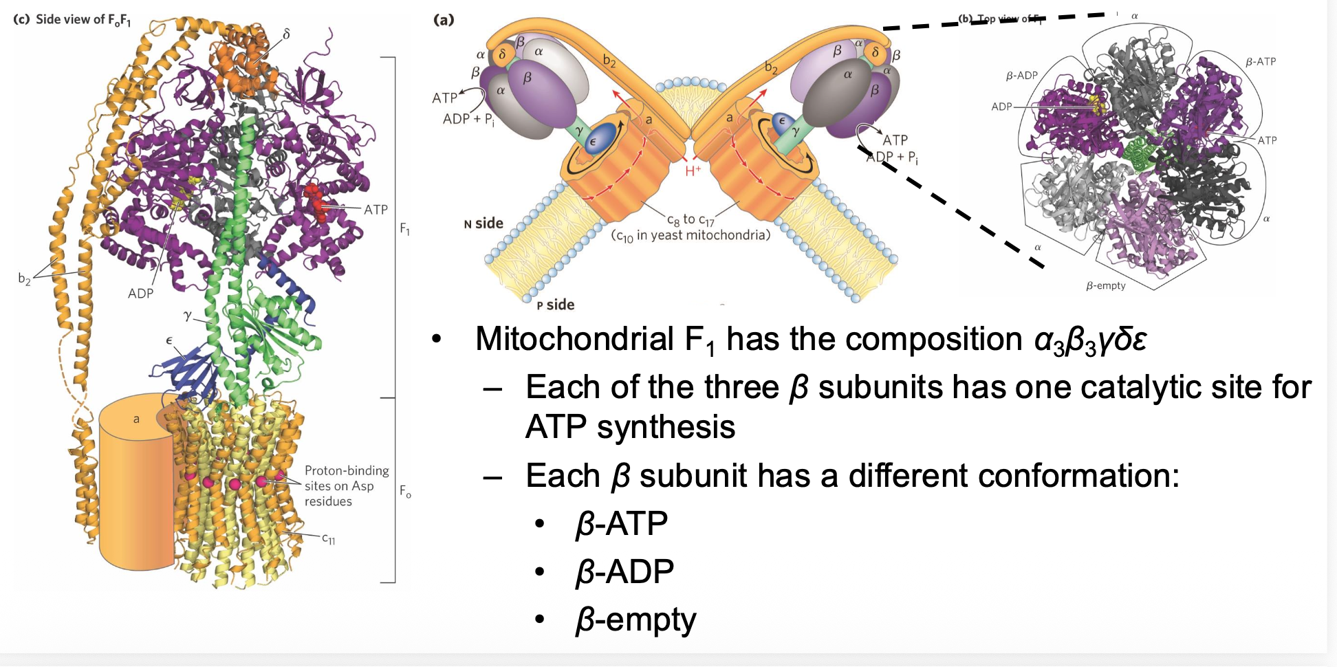 The Structure of the F_o F_1 Complex