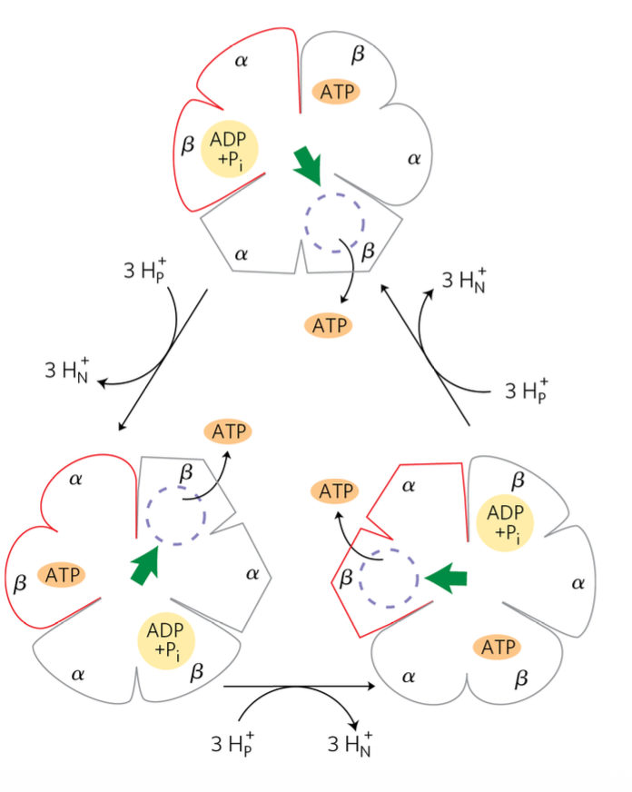 Binding-Change Model for ATP Synthase