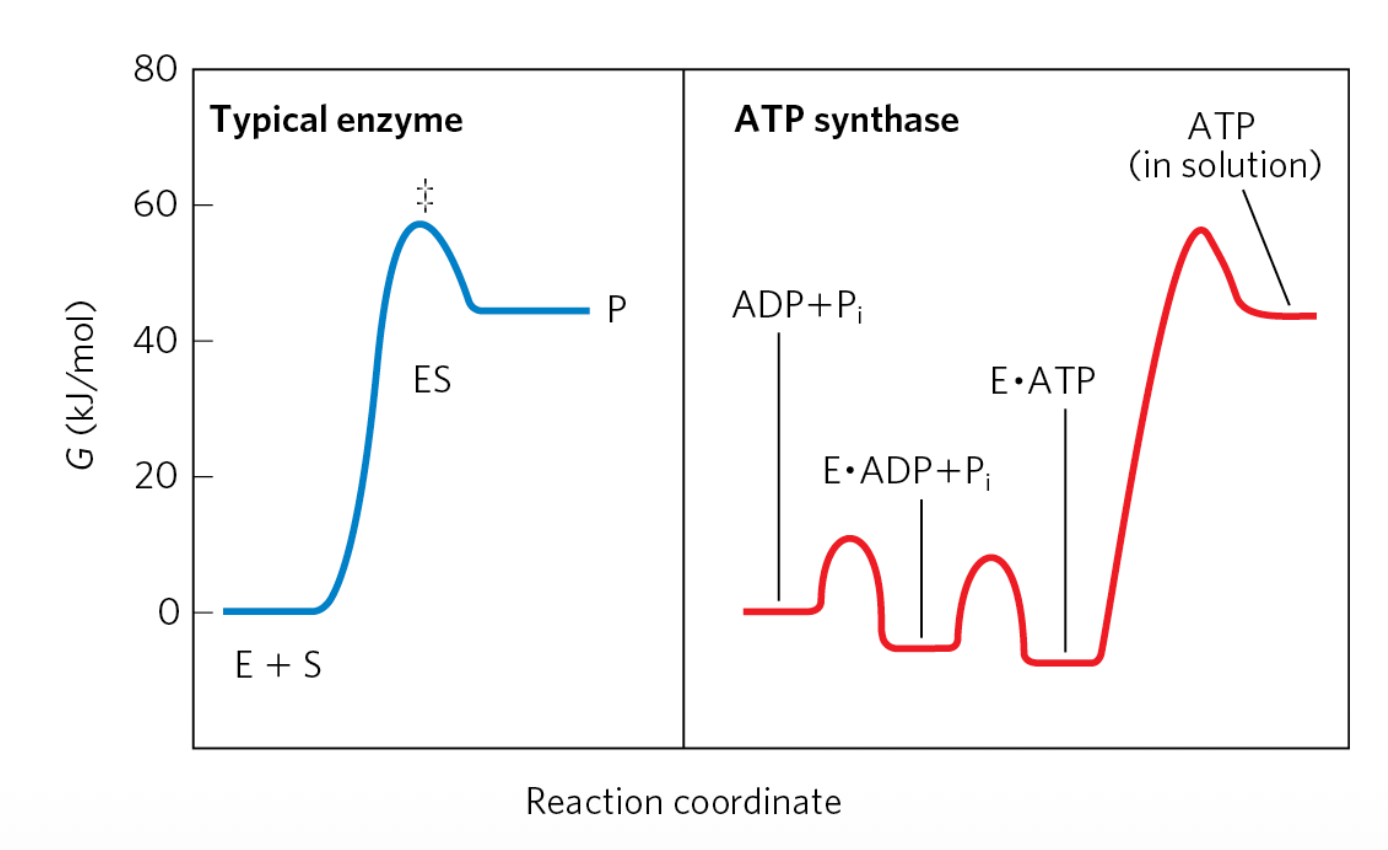 G vs Reaction coordinate