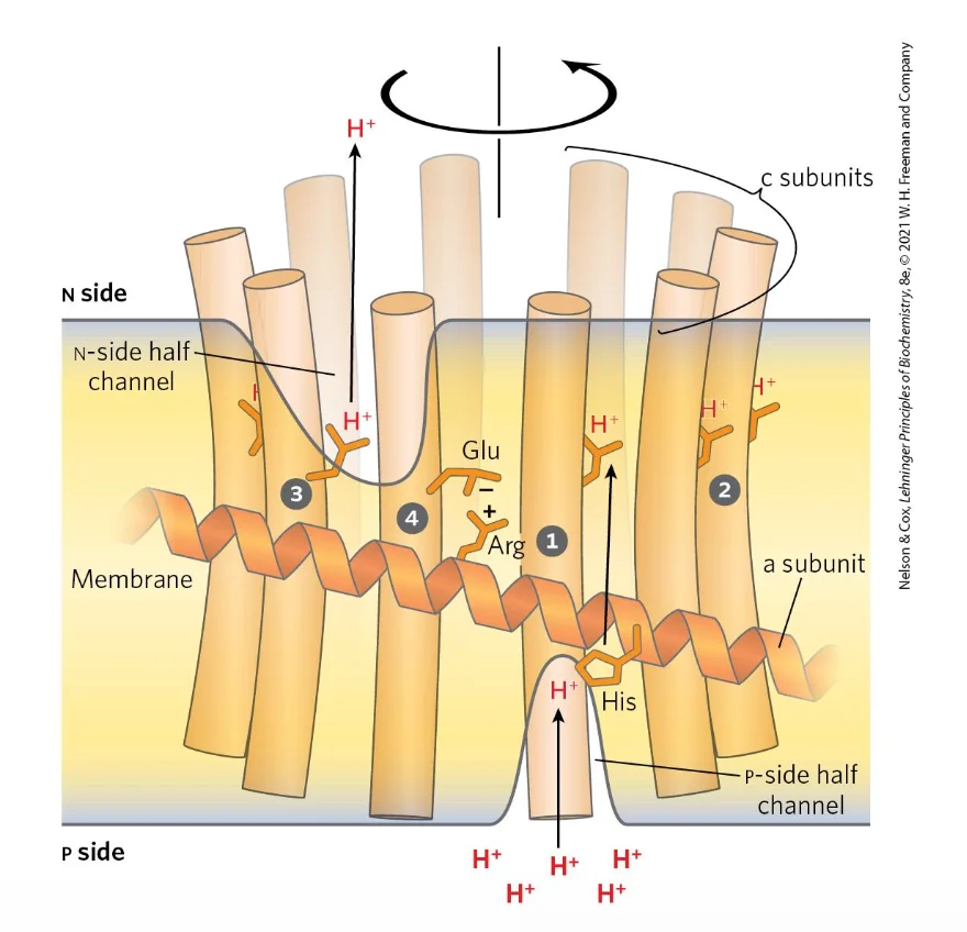 A model for Proton-Driven Rotation of the c Ring