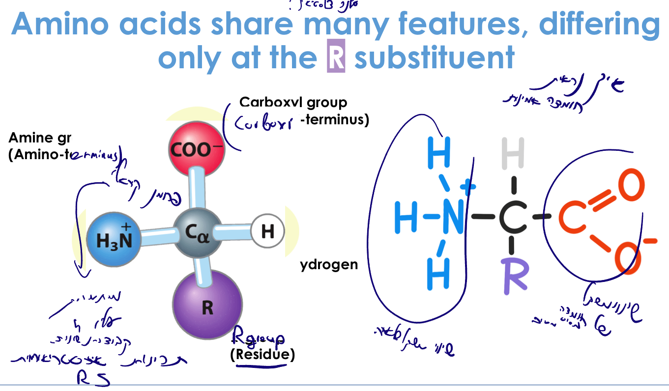 Amino acids share many features, differing only at the R substituent