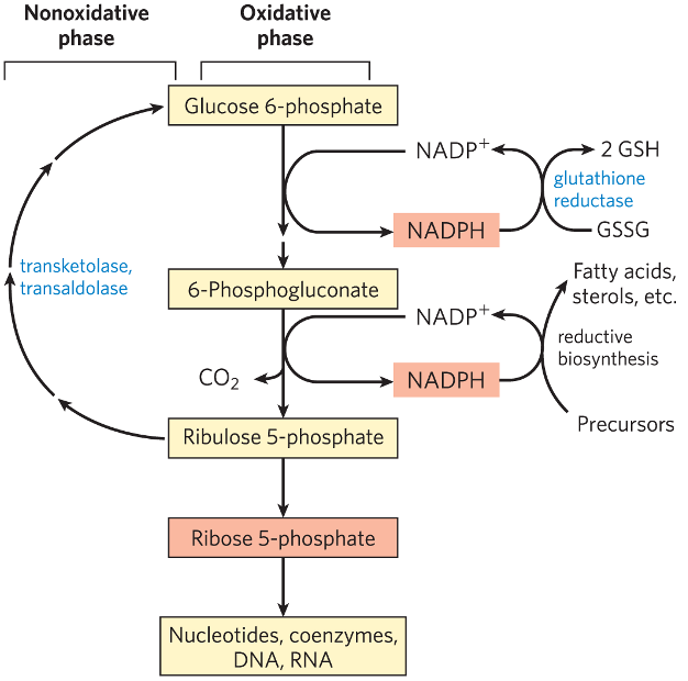 פעילות מוגברת של מעגל הפנטוזות