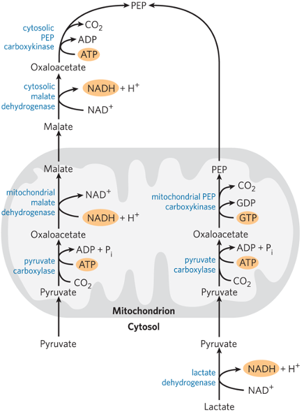 מעגל הפנטוזות