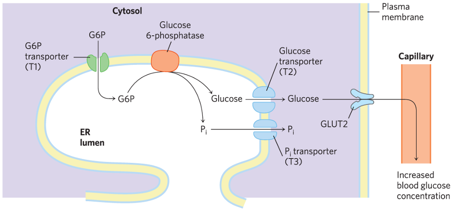 השלב האחרון בגליקוליזה