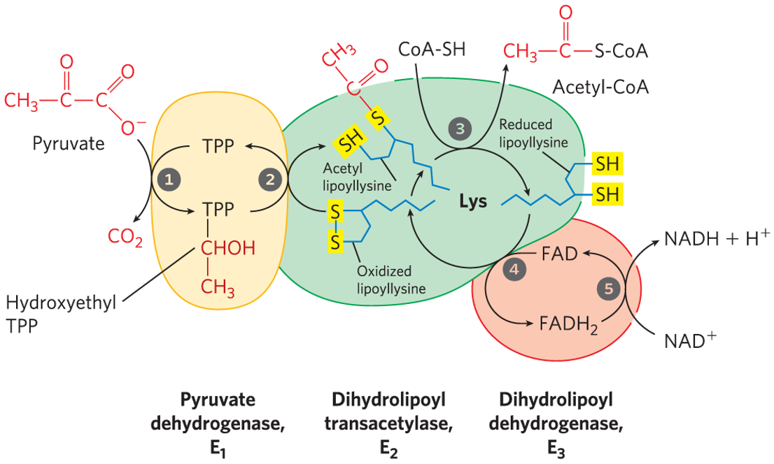 PDH complex