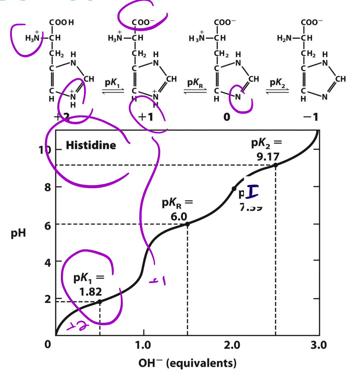 De-protonated side chains can show up in titration curves
