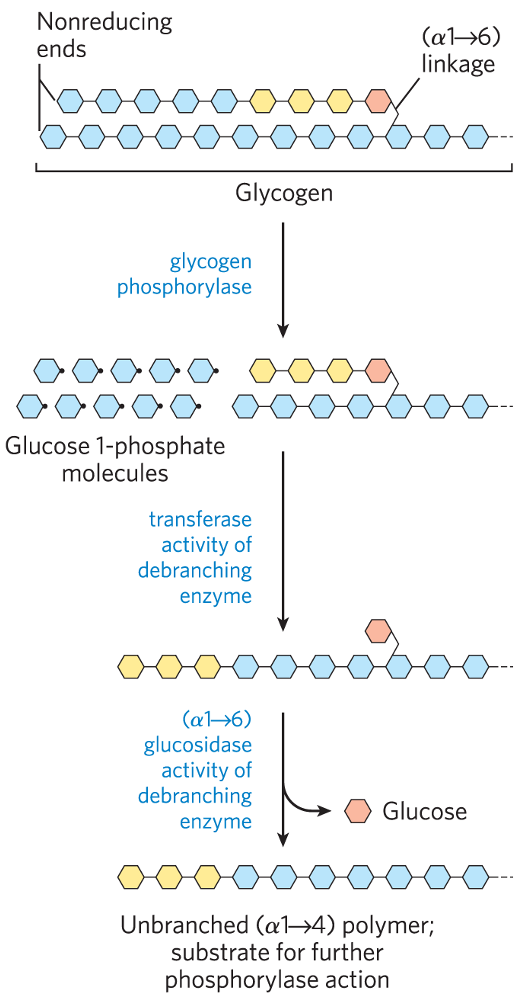 debranching enzyme