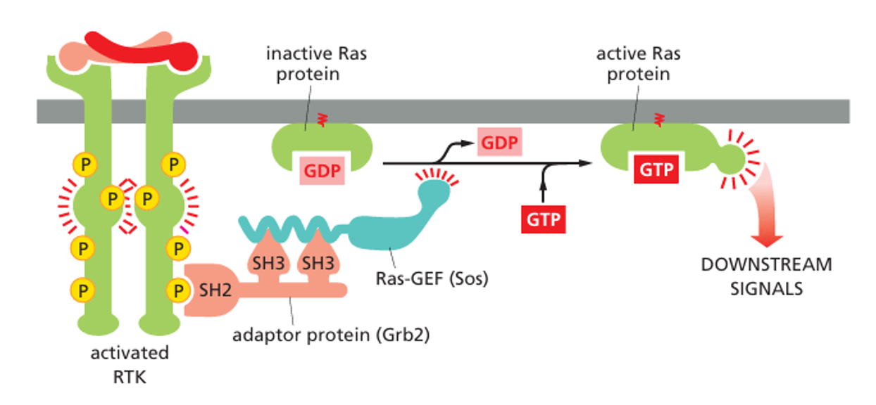 Insulin path