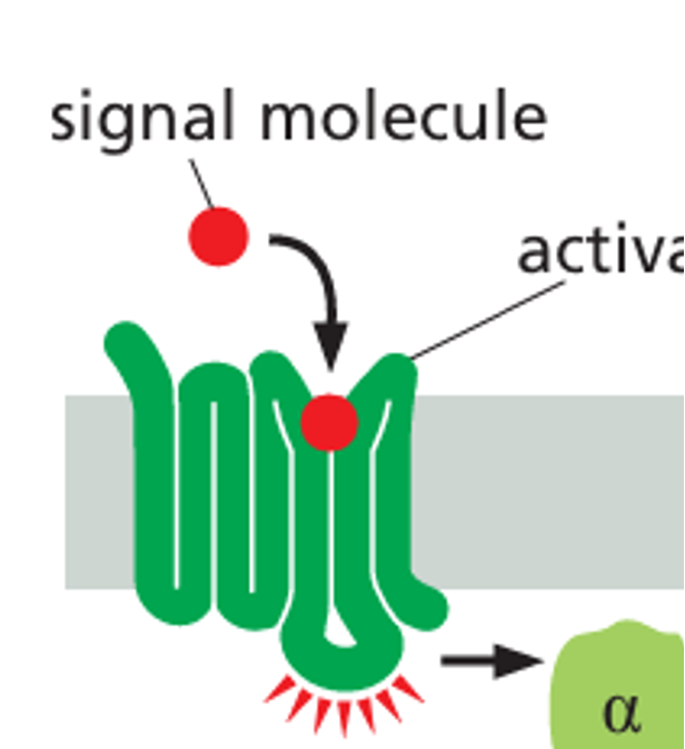 GPCR structure