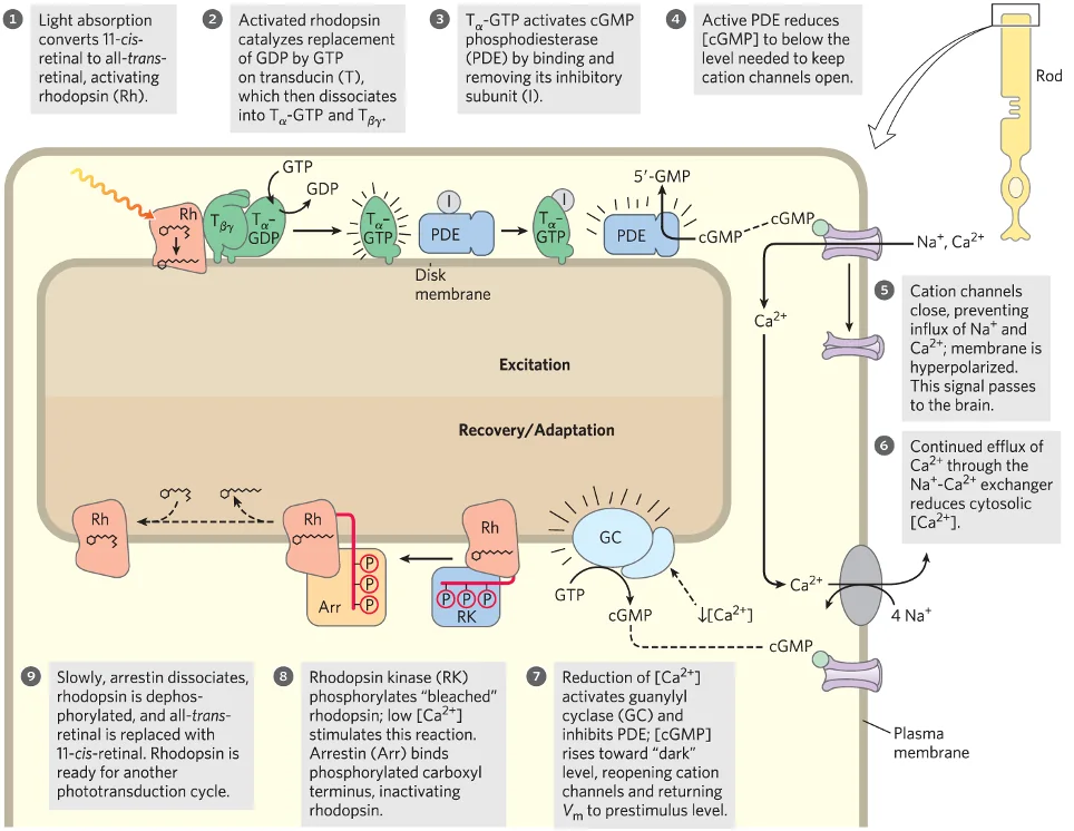 Gt proteins