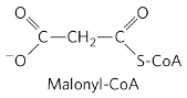 Malonyl-CoA