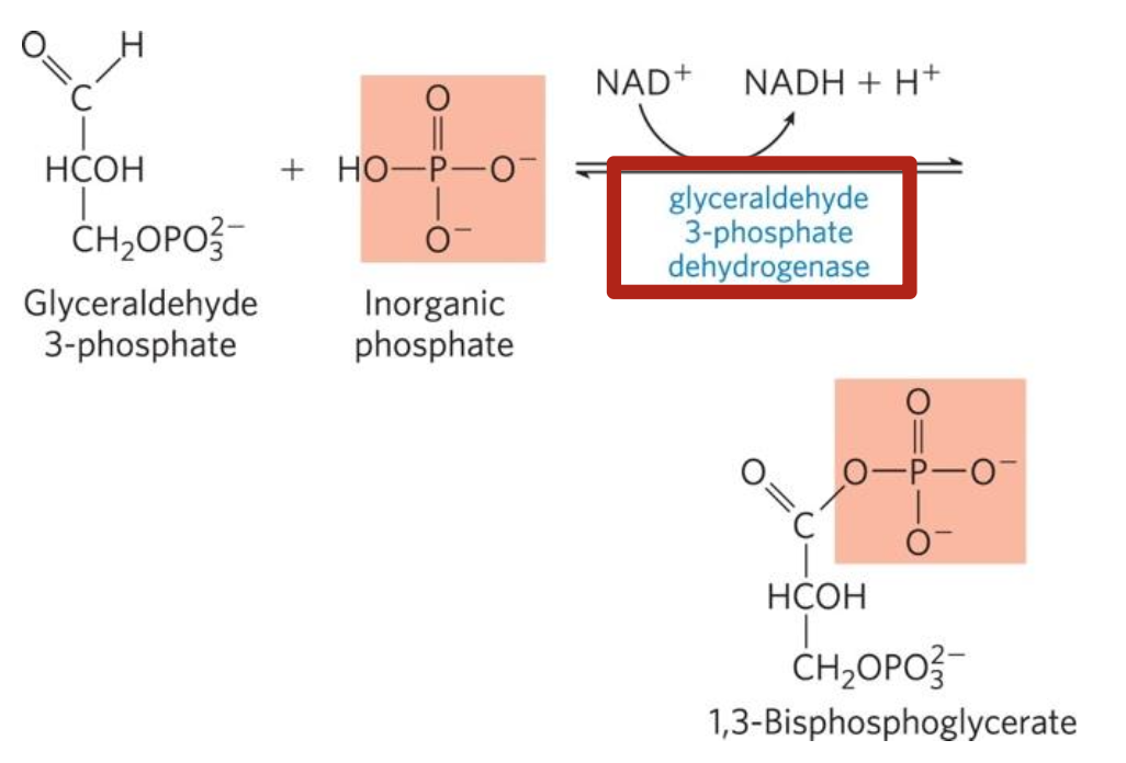 Glycerol-3-phosphate