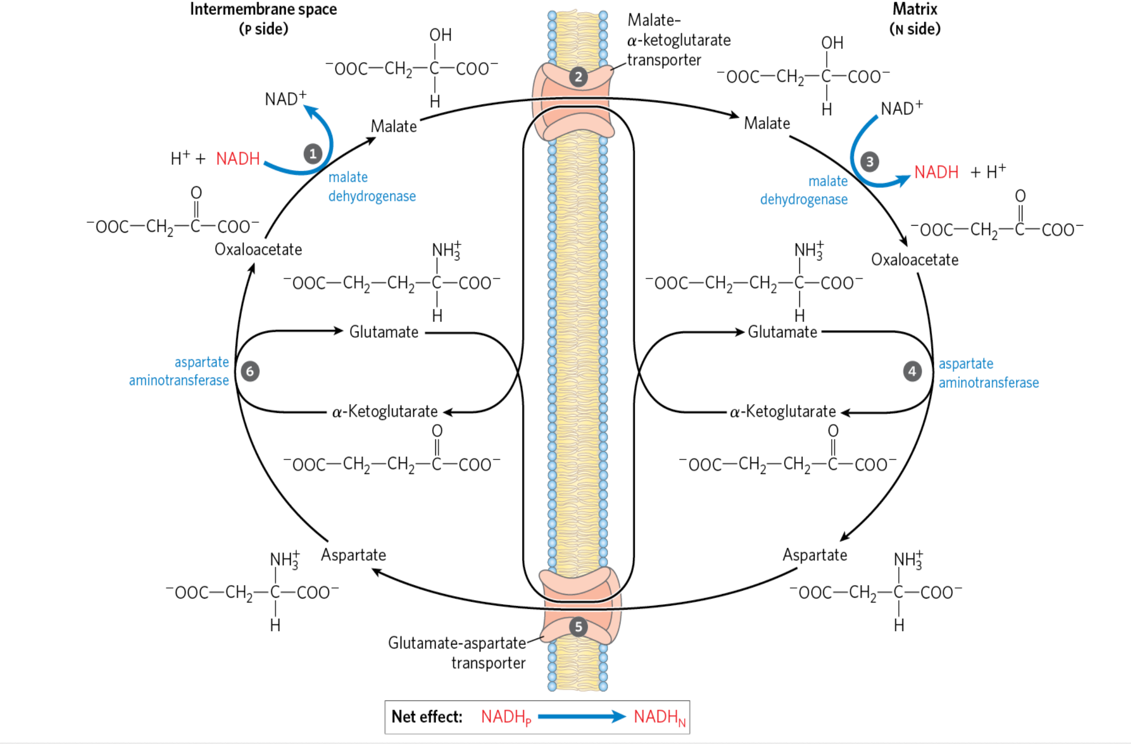Malate-Aspartate Shuttle
