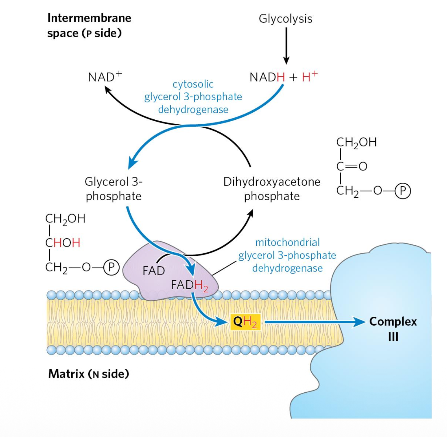 Glycerol-3-Phosphate Shuttle