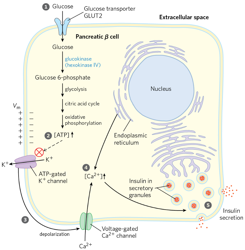 Glucose regulation of Insulin Secretion by Pancreatic β cell