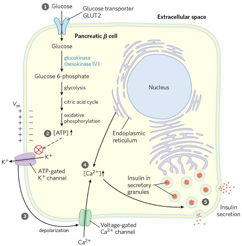 Glucose regulation of Insulin Secretion by Pancreatic β cell