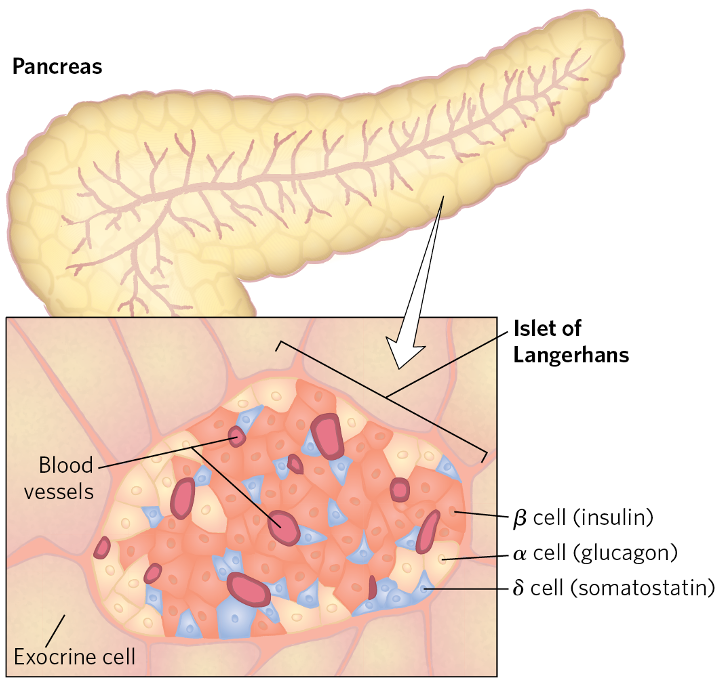 Glucose regulation of Insulin Secretion by Pancreatic β cell