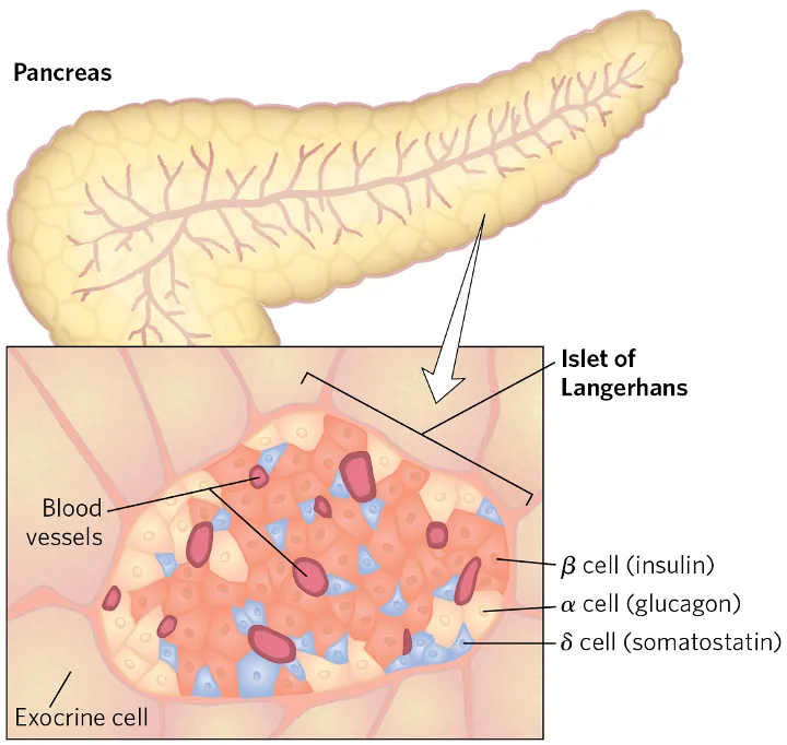 Glucose regulation of Insulin Secretion by Pancreatic β cell