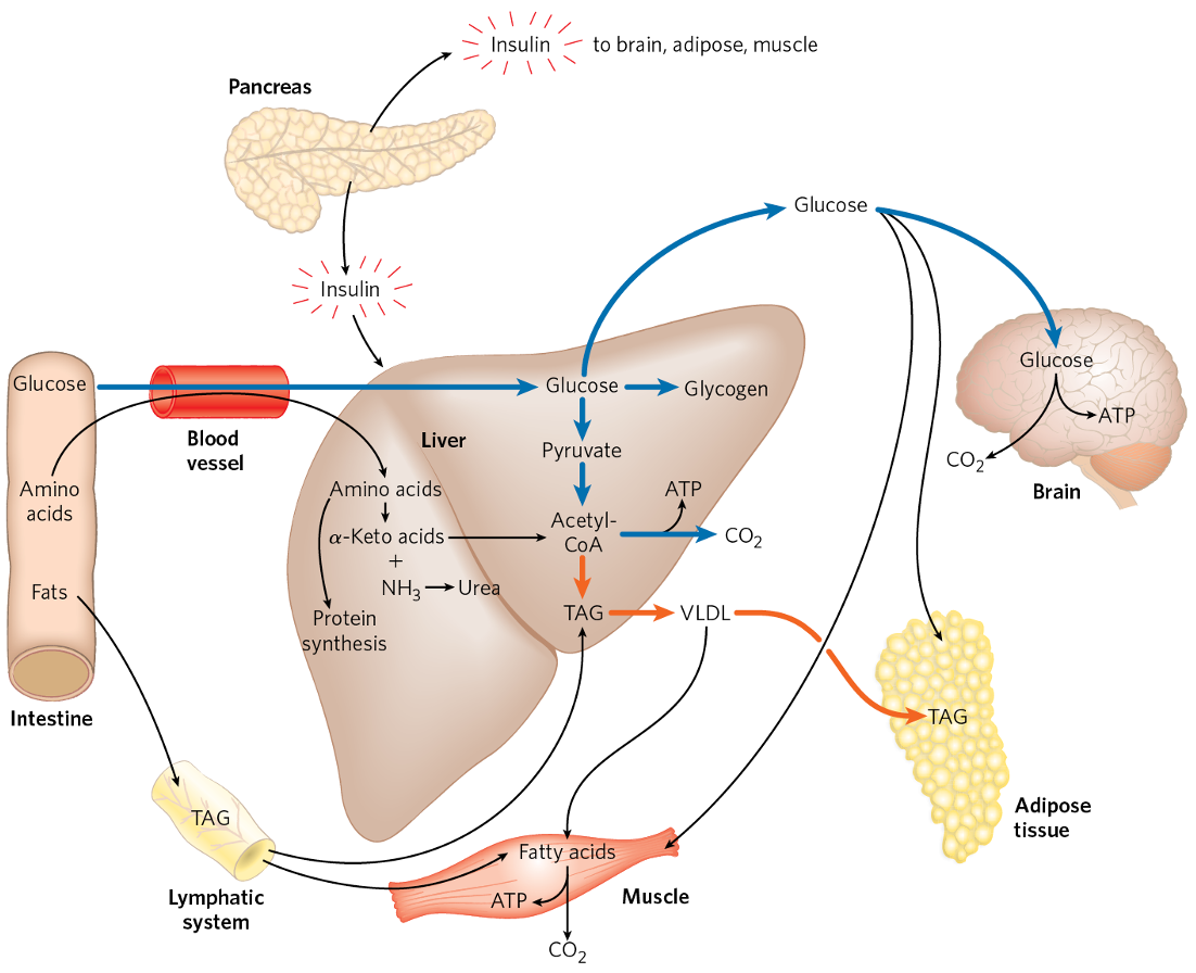 Lipogonic liver