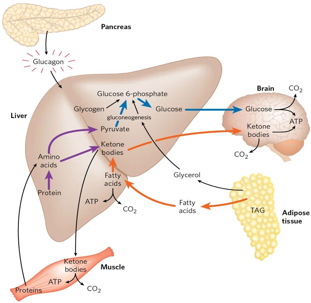 The Fasting state: The Glucogenic Liver