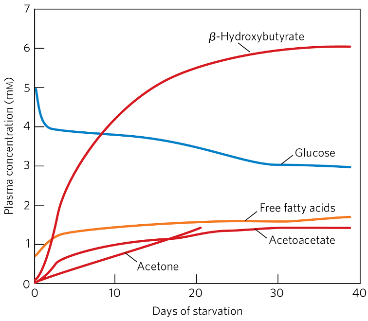 Liver’s Fuel Metabolism in Prolong Starvation/Uncontrolled Diabetes Mellitus