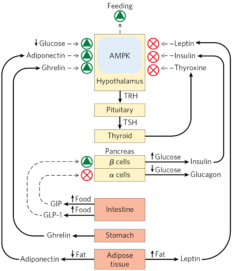 “Bottom-Up” Hormonal Systems Send Signals Back to the Brain and to Other Tissues