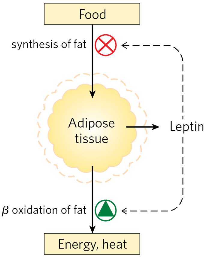 Adipose Tissue Has Important Endocrine Functions