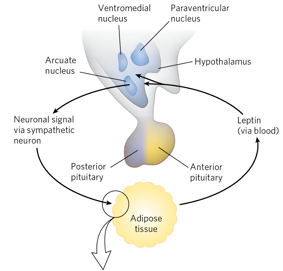 Adipose Tissue Has Important Endocrine Functions