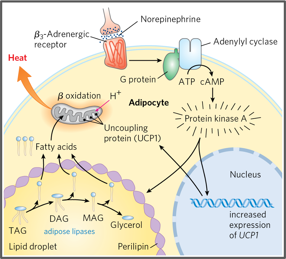 Adipose Tissue Has Important Endocrine Functions