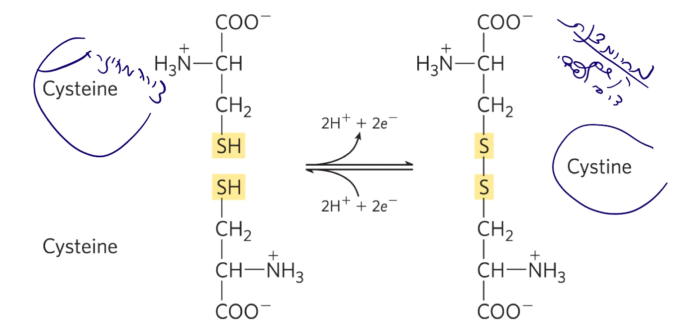 Cysteine and Cystine