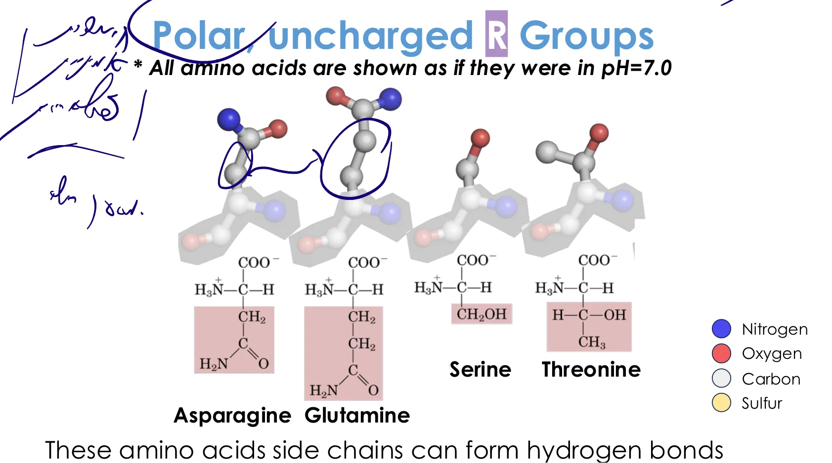 Polar, uncharged R Groups