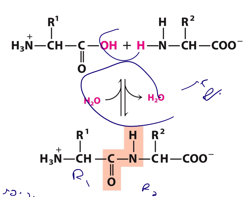 A peptide bond