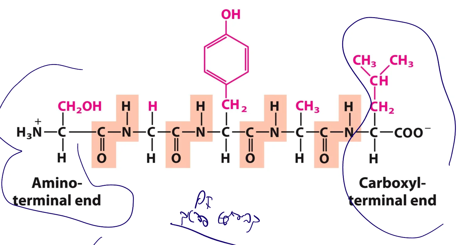 peptide
