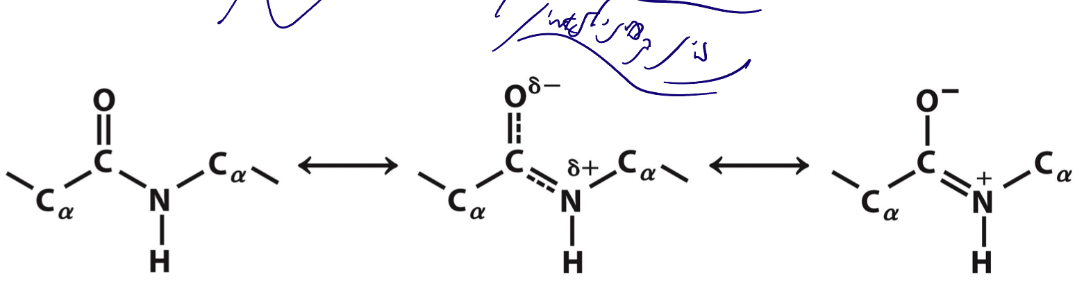 Resonance in the peptide bond