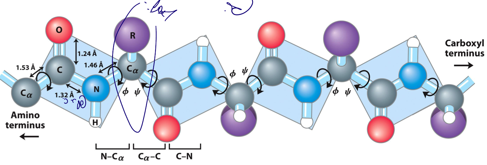 The polypeptide is made out of series of planes, where the alpha carbons link them
