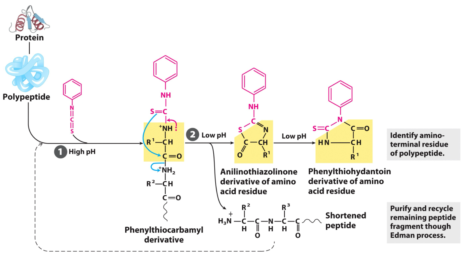 Edman's degradation