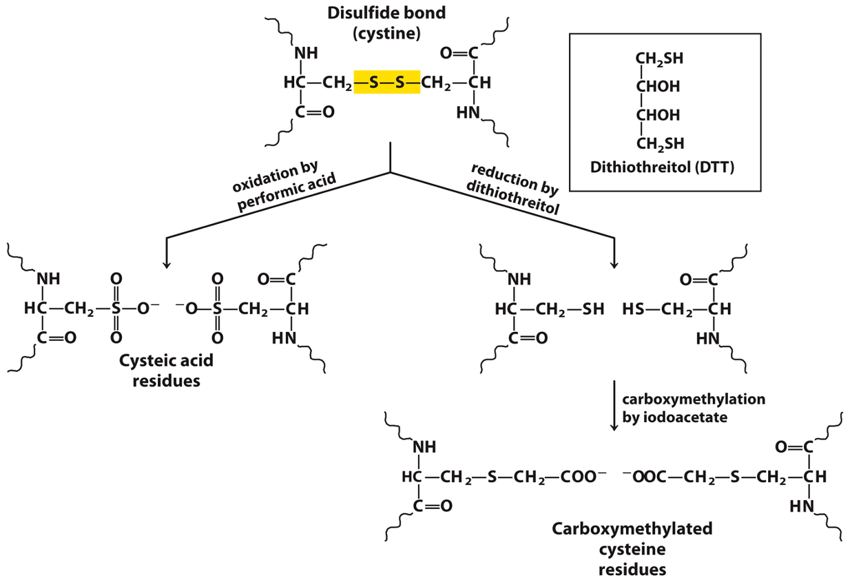 Protein identification