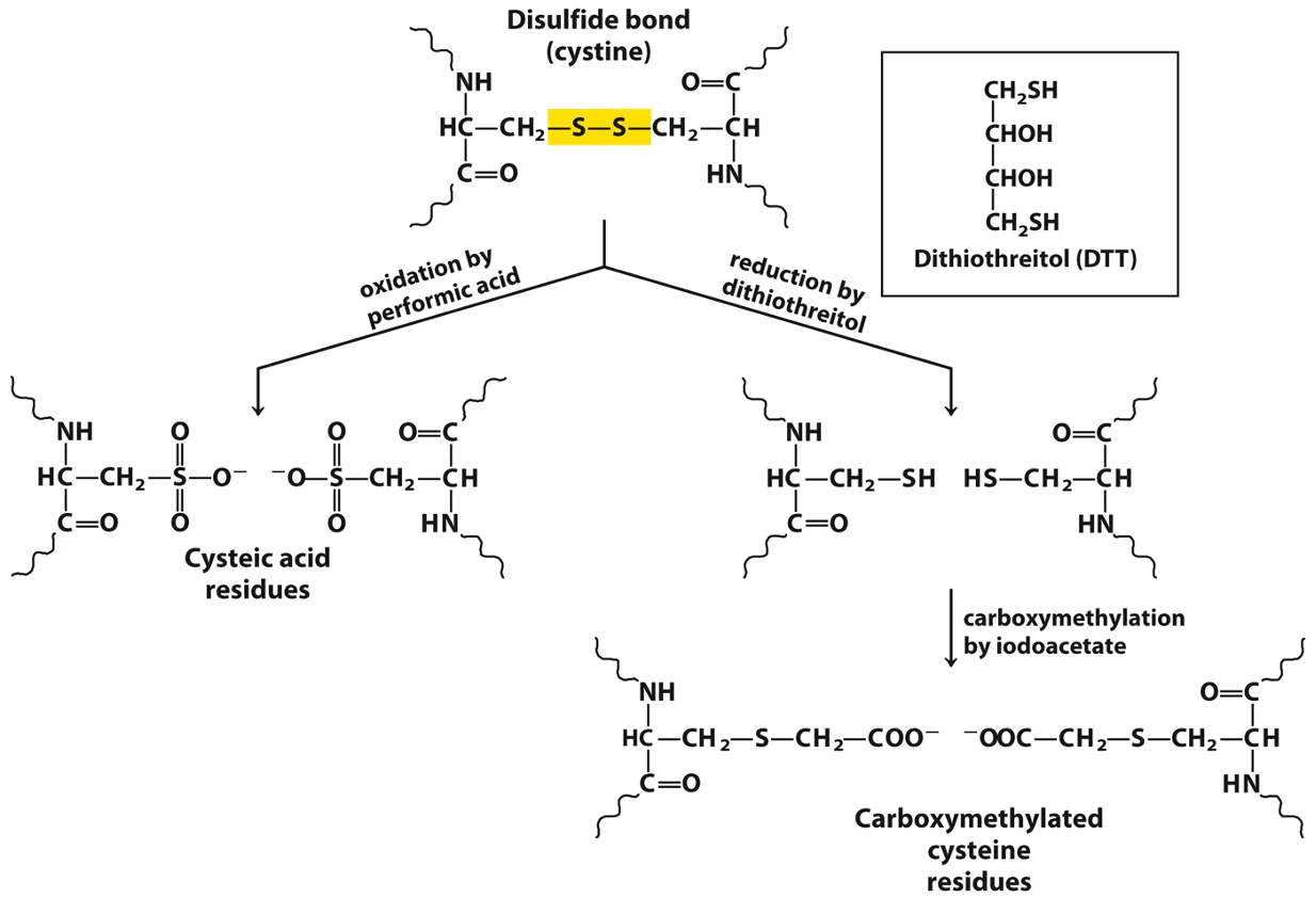 Protein identification